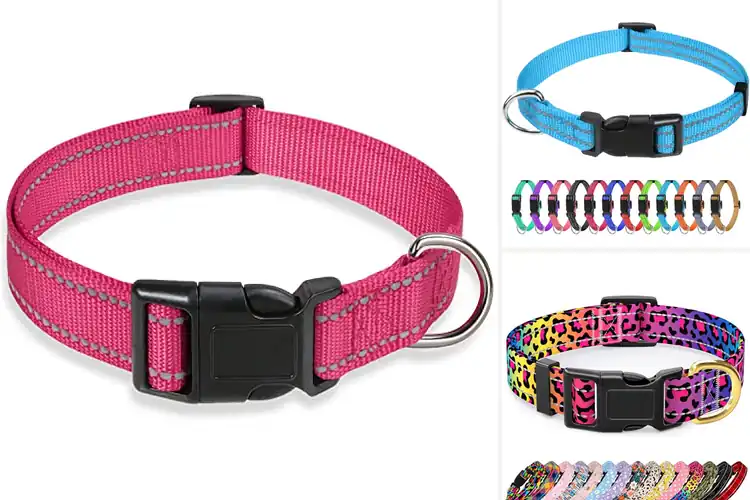 Detailed view of Best Lightweight Collars