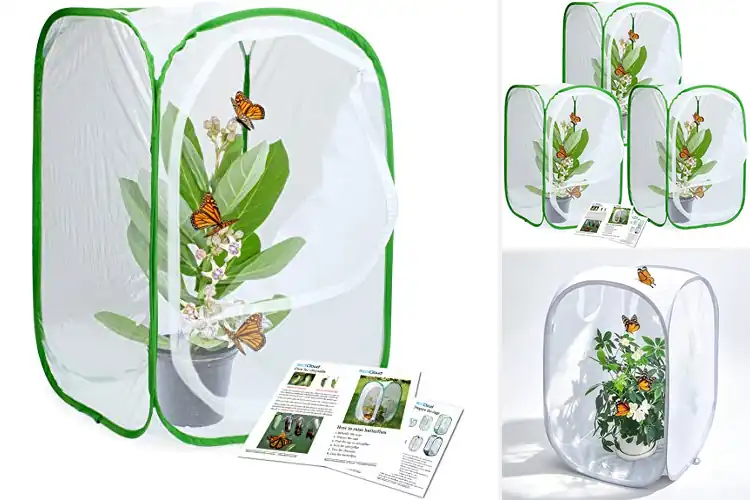 Detailed view of Best Mesh Cages for Magical Butterfly Watching