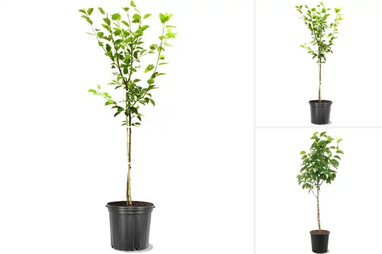Detailed view of Best Tree-Ripened Pears: 6 Top Varieties for Your Garden